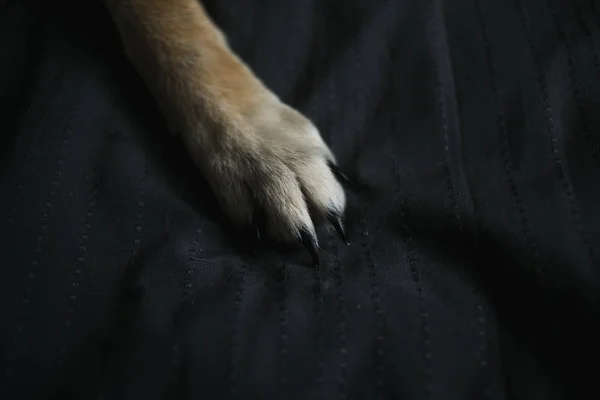 Roodharige pluizig hond paw op op het bed close-up — Stockfoto