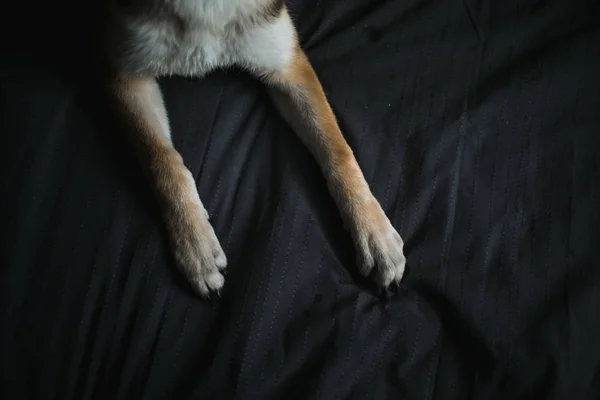 Рыжая пушистая собачья лапа на кровати. — стоковое фото