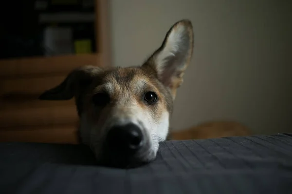 Niedlicher Mischlingshund legte es mit dem Kopf auf das Bett — Stockfoto