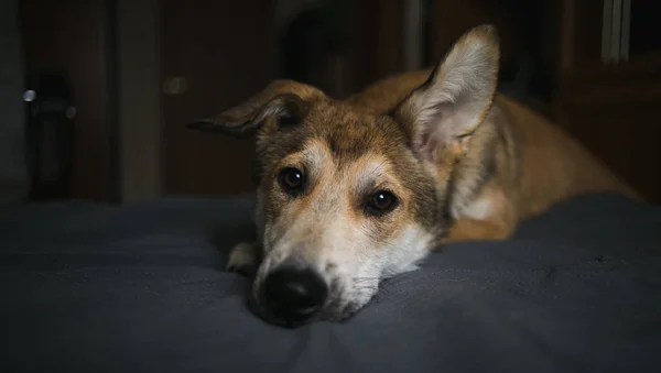 Lindo perro mestizo puso la cabeza en la cama —  Fotos de Stock