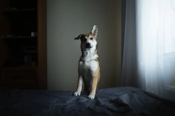 Niedlicher Mischlingshund legte es mit dem Kopf auf das Bett — Stockfoto