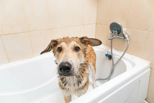 Mokre Mongrel pies po stojąco w kąpieli — Zdjęcie stockowe