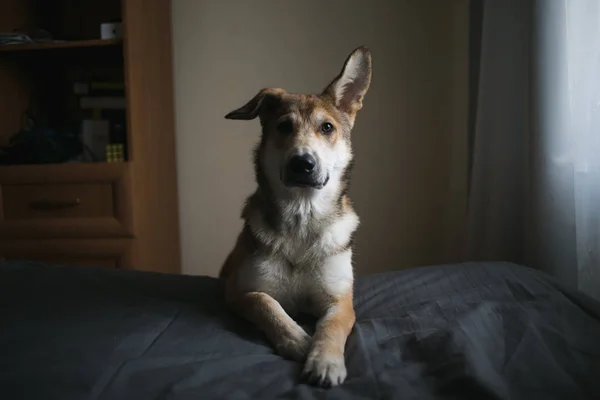 Aranyos Mongrel kutya tedd a fejét az ágyon — Stock Fotó
