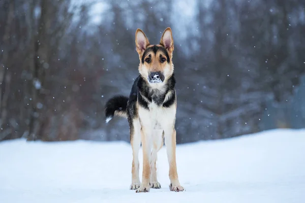 Reinrassiger Schäferhund beim Winterspaziergang — Stockfoto