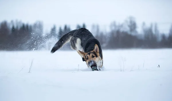 Renrasiga Schäfer på promenad på vintern — Stockfoto