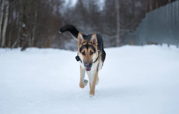 Raszuivere Duitse herder tijdens een wandeling in de winter — Stockfoto