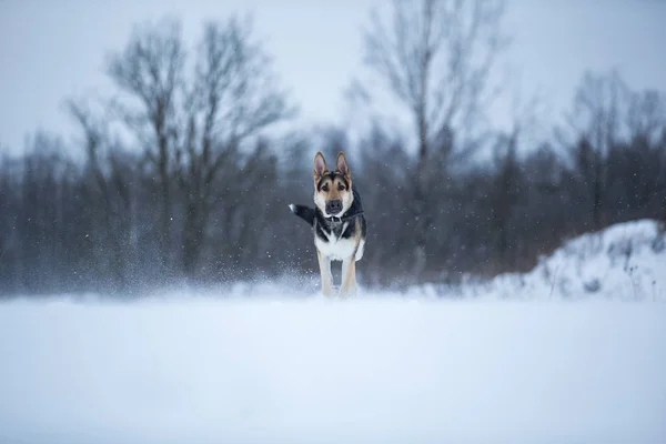 Pastore tedesco di razza all'atto di passeggiata in inverno — Foto Stock