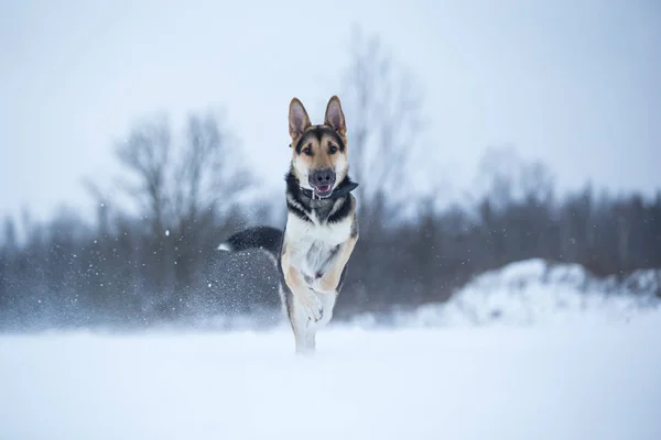 Reinrassiger Schäferhund beim Winterspaziergang — Stockfoto