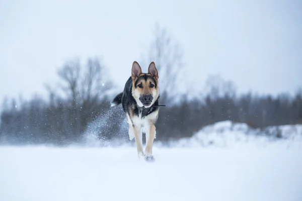 Raszuivere Duitse herder tijdens een wandeling in de winter — Stockfoto