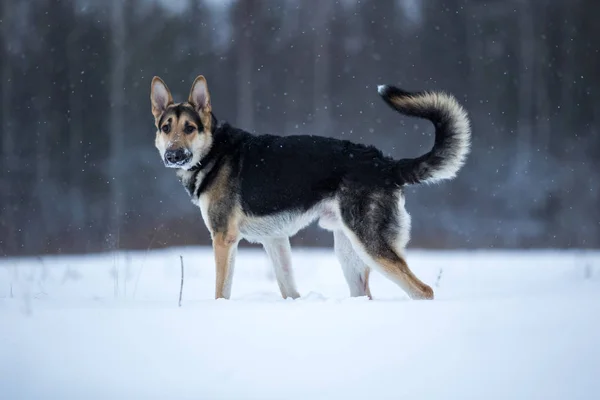 Německý pastýř na procházce v zimě — Stock fotografie