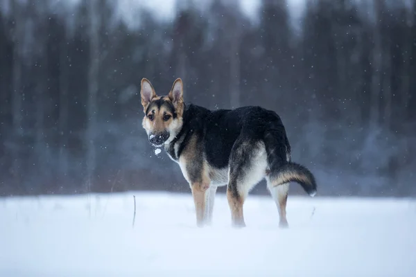 Kışın yürüyüşte safkan Alman çoban — Stok fotoğraf
