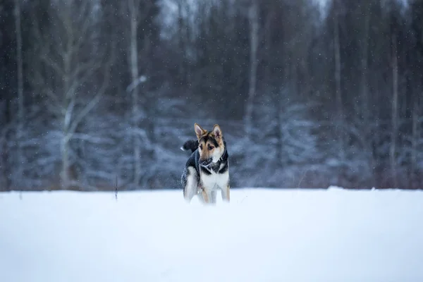 纯种德国牧羊犬在冬季散步 — 图库照片