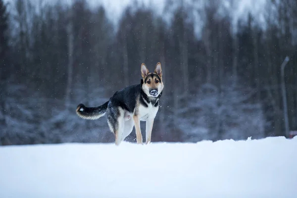 Reinrassiger Schäferhund beim Winterspaziergang — Stockfoto
