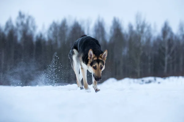 Německý pastýř na procházce v zimě — Stock fotografie