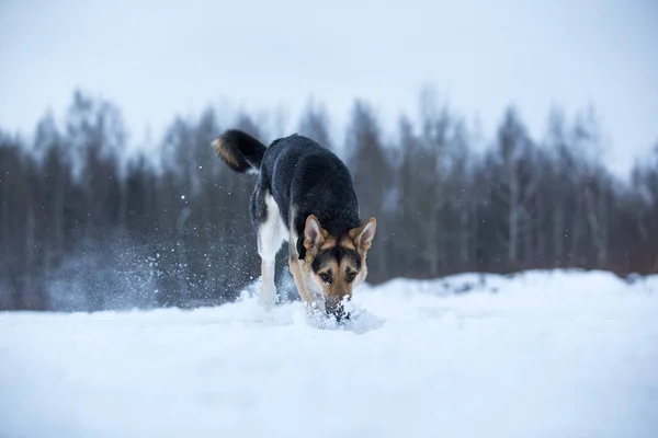 Чистокровная немецкая овчарка на прогулке зимой — стоковое фото