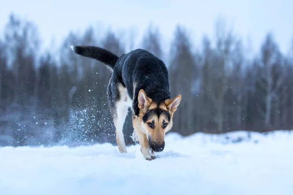 Reinrassiger Schäferhund beim Winterspaziergang — Stockfoto