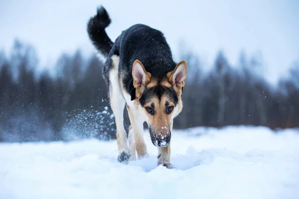 Raszuivere Duitse herder tijdens een wandeling in de winter — Stockfoto