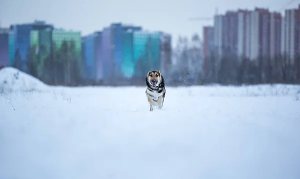 Purebred german shepherd at walk in winter — Stock Photo, Image