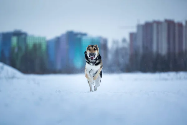 Καθαρόαιμο γερμανικό βοσκό στο περπάτημα το χειμώνα — Φωτογραφία Αρχείου