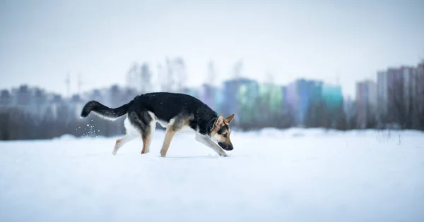 Purebred german shepherd at walk in winter — Stock Photo, Image