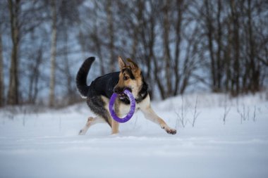 kışın yürüyüşte safkan Alman çoban