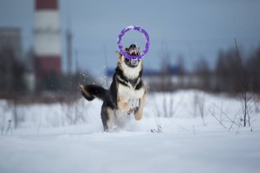 kışın yürüyüşte safkan Alman çoban
