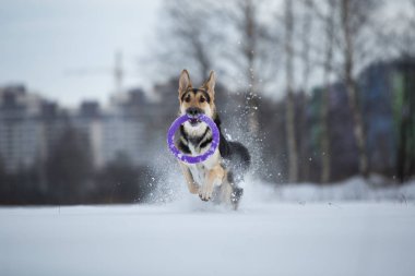 kışın yürüyüşte safkan Alman çoban