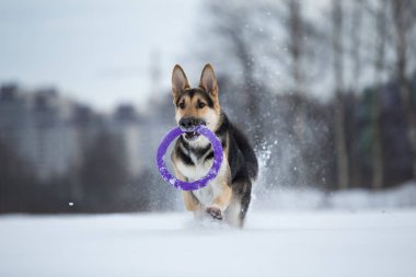 kışın yürüyüşte safkan Alman çoban