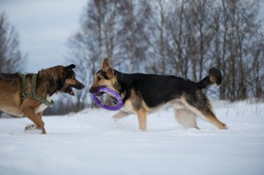 Kışın parkta yürüyüş iki köpek görünümü