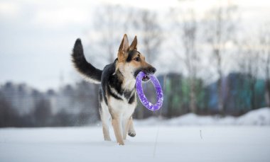 kışın yürüyüşte safkan Alman çoban