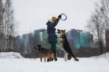 Kışın Parkta bir Alman çoban köpeğiyle oynayan adam