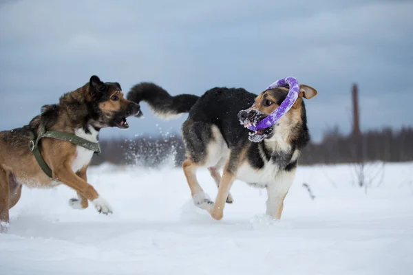Pastore Tedesco Purosangue Cani Razza Mista Salta Corre Gioca Inverno — Foto Stock