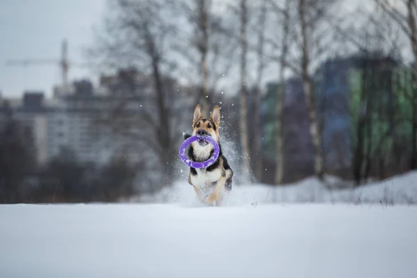 Raszuivere Duitse herder tijdens een wandeling in de winter — Stockfoto