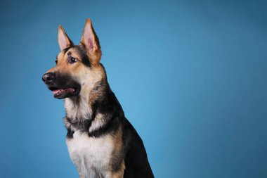 Mavi arka planda güzel Alman çoban köpeği. Stüdyo çekimi. Gri ve kahverengi renkli.