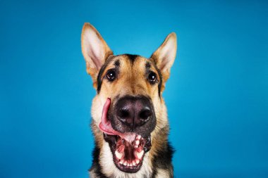 Mavi arka planda güzel Alman çoban köpeği. Stüdyo çekimi. Gri ve kahverengi renkli.