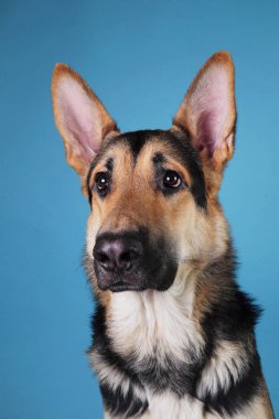 Mavi arka planda güzel Alman çoban köpeği. Stüdyo çekimi. Gri ve kahverengi renkli.