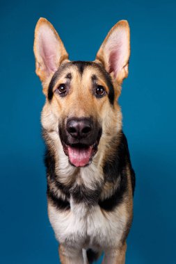 Mavi arka planda güzel Alman çoban köpeği. Stüdyo çekimi. Gri ve kahverengi renkli.