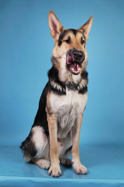 Mavi arka planda güzel Alman çoban köpeği. Stüdyo çekimi. Gri ve kahverengi renkli.