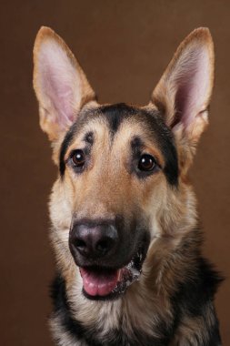 Kahverengi arka planda güzel Alman çoban köpeği. Stüdyo çekimi. Sarı ve siyah renkli.