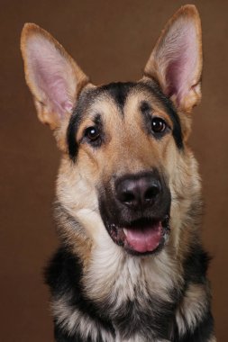 Kahverengi arka planda güzel Alman çoban köpeği. Stüdyo çekimi. Sarı ve siyah renkli.