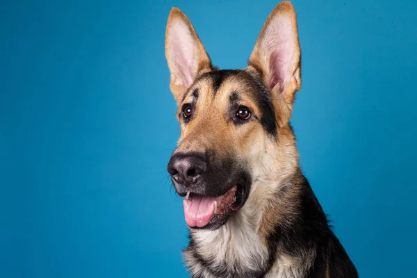 Schöner Schäferhund auf blauem Hintergrund. Studioaufnahmen. grau und braun gefärbt. — Stockfoto