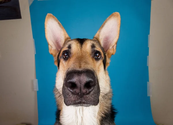 Belo cão pastor alemão no fundo azul. Tiro no estúdio. Cinza e marrom colorido . — Fotografia de Stock