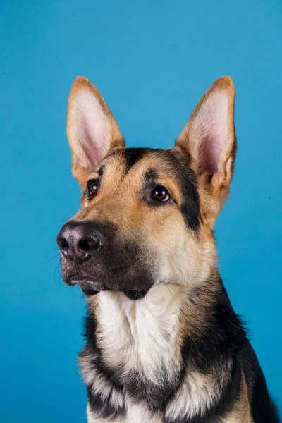 Schöner Schäferhund auf blauem Hintergrund. Studioaufnahmen. grau und braun gefärbt. — Stockfoto