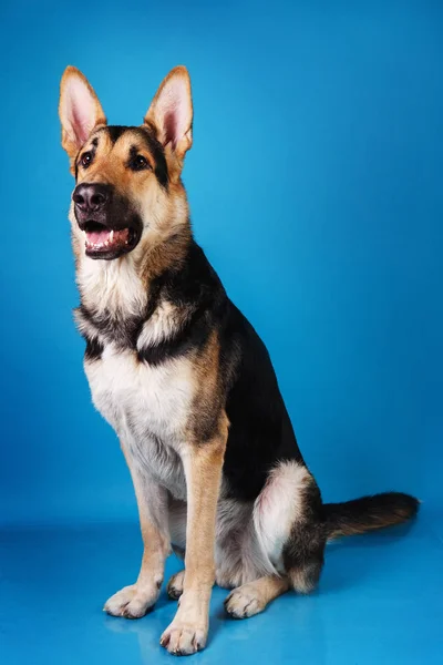 Schöner Schäferhund auf blauem Hintergrund. Studioaufnahmen. grau und braun gefärbt. — Stockfoto