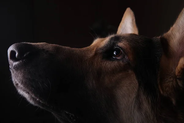 Gros plan d'un visage berger allemand noir de profil sur fond noir — Photo