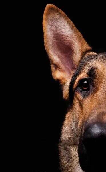 Gros plan d'un visage berger allemand noir de profil sur fond noir — Photo