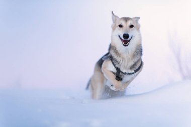 Alacakaranlıkta bir kış tarlasında çalışan ve kameraya bakan mutlu melez köpek portresi.