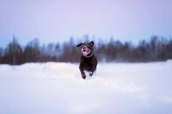 Mooie chocolade Labrador Retriever poseren buiten in de winter. Labrador in de sneeuw. — Stockfoto