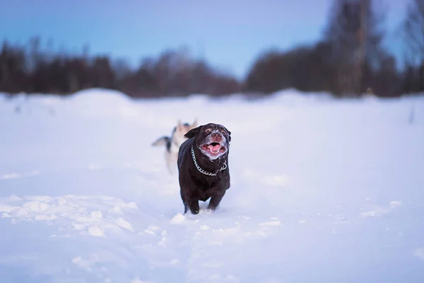 Beautiful chocolate labrador retriever posing outside at winter. Labrador in the snow.