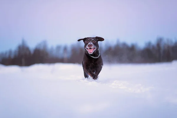 Nádherný čokoládový Labrador extraktor, který se nachází venku v zimě. Labrador ve sněhu. — Stock fotografie